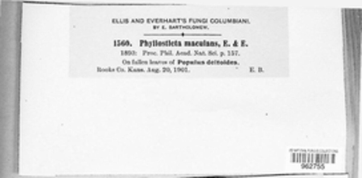 Dothiora maculans image